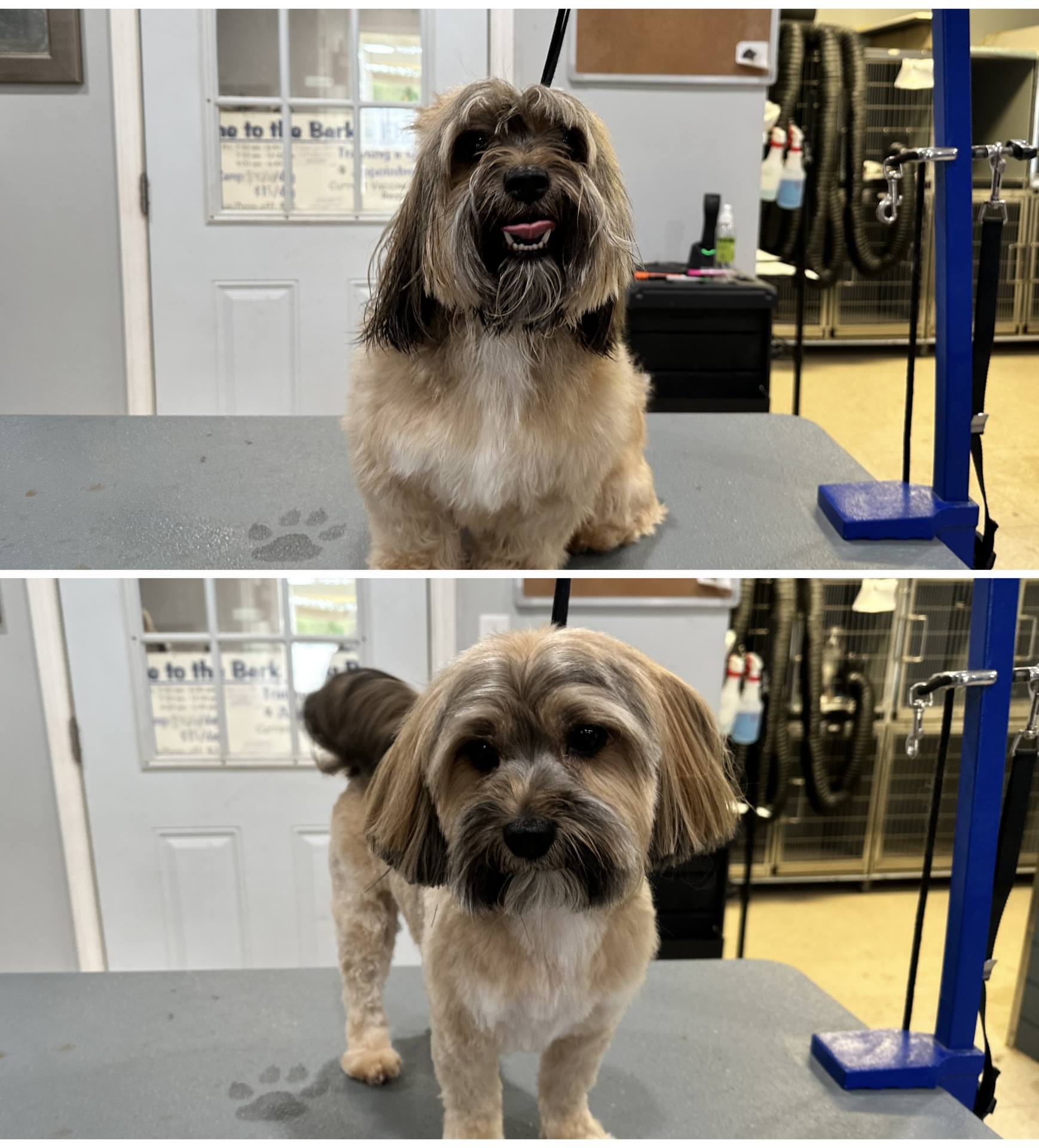 Dog Grooming before & after at Bark & Fly Ranch Dog Grooming before & after at Bark & Fly Ranch
