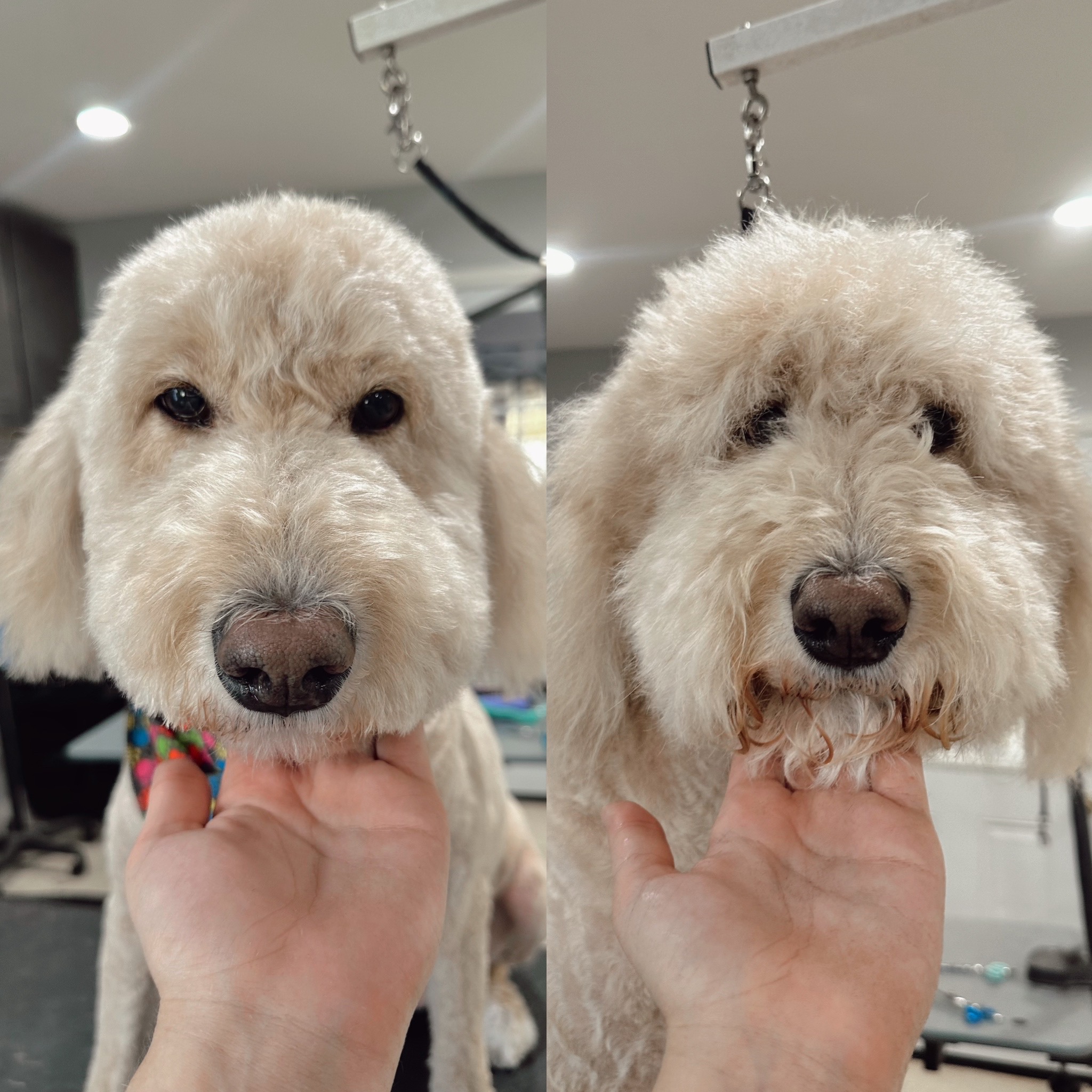 Dog Grooming before & after at Bark & Fly Ranch Dog Grooming before & after at Bark & Fly Ranch