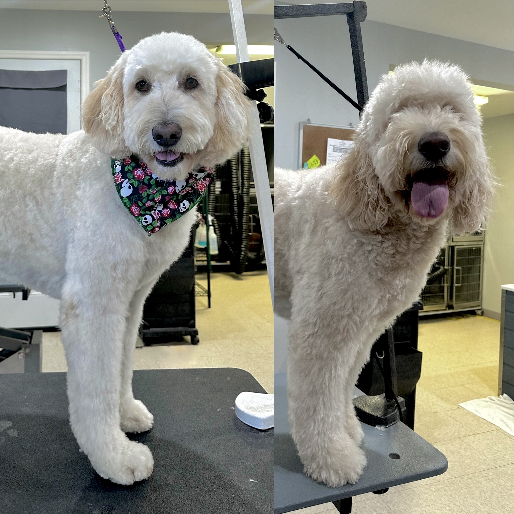 Dog Grooming before & after at Bark & Fly Ranch Dog Grooming before & after at Bark & Fly Ranch