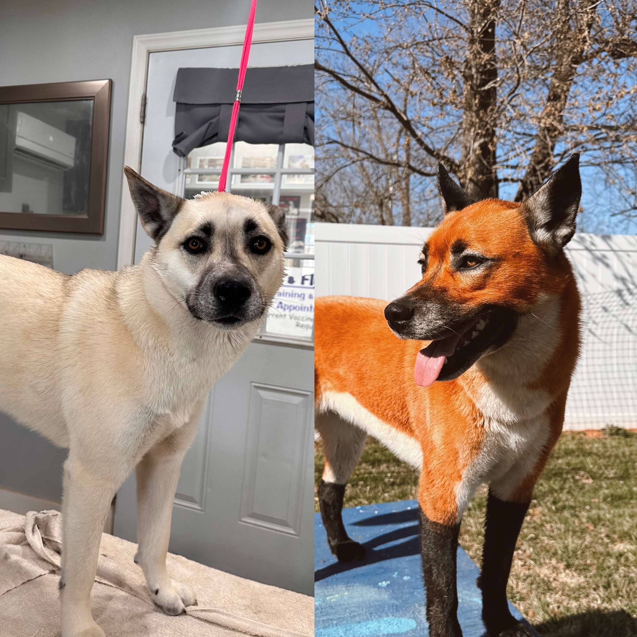 Dog Grooming before & after at Bark & Fly Ranch Dog Grooming before & after at Bark & Fly Ranch