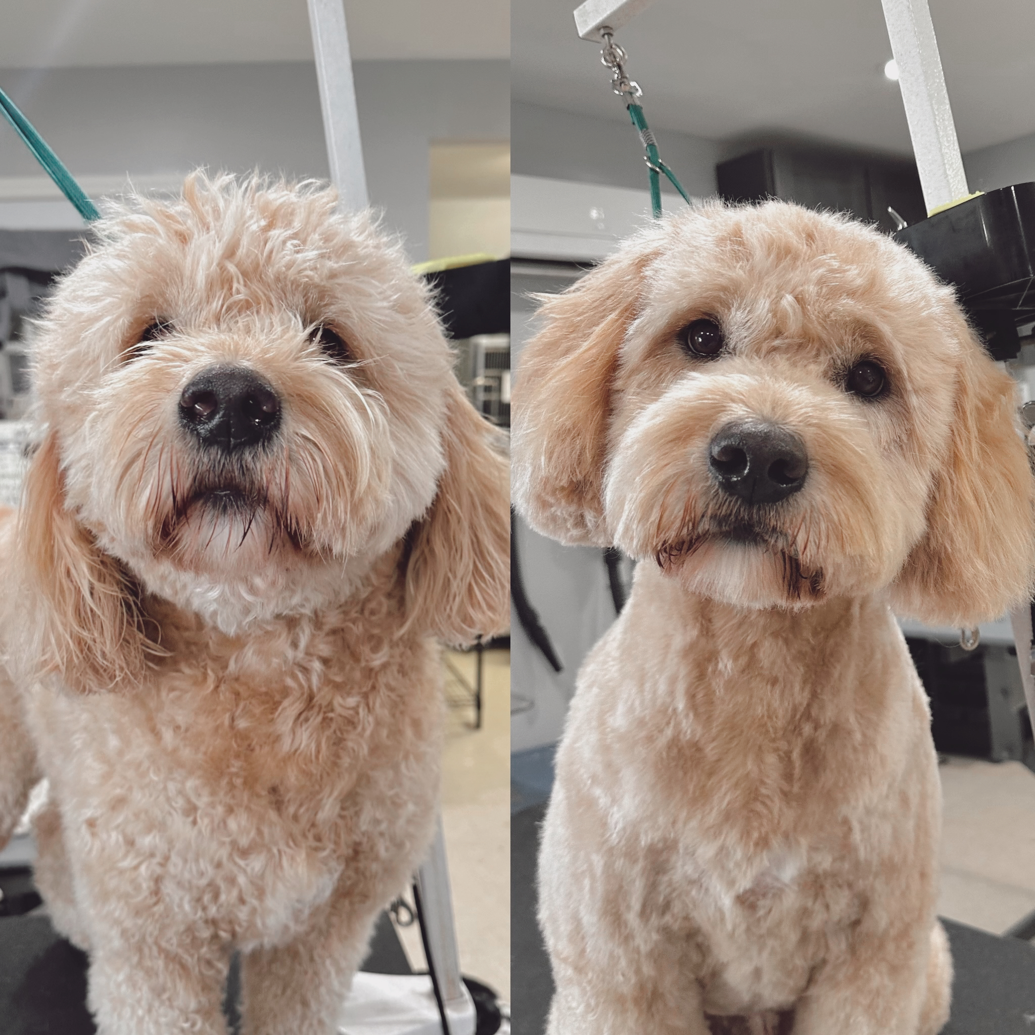 Dog Grooming before & after at Bark & Fly Ranch Dog Grooming before & after at Bark & Fly Ranch