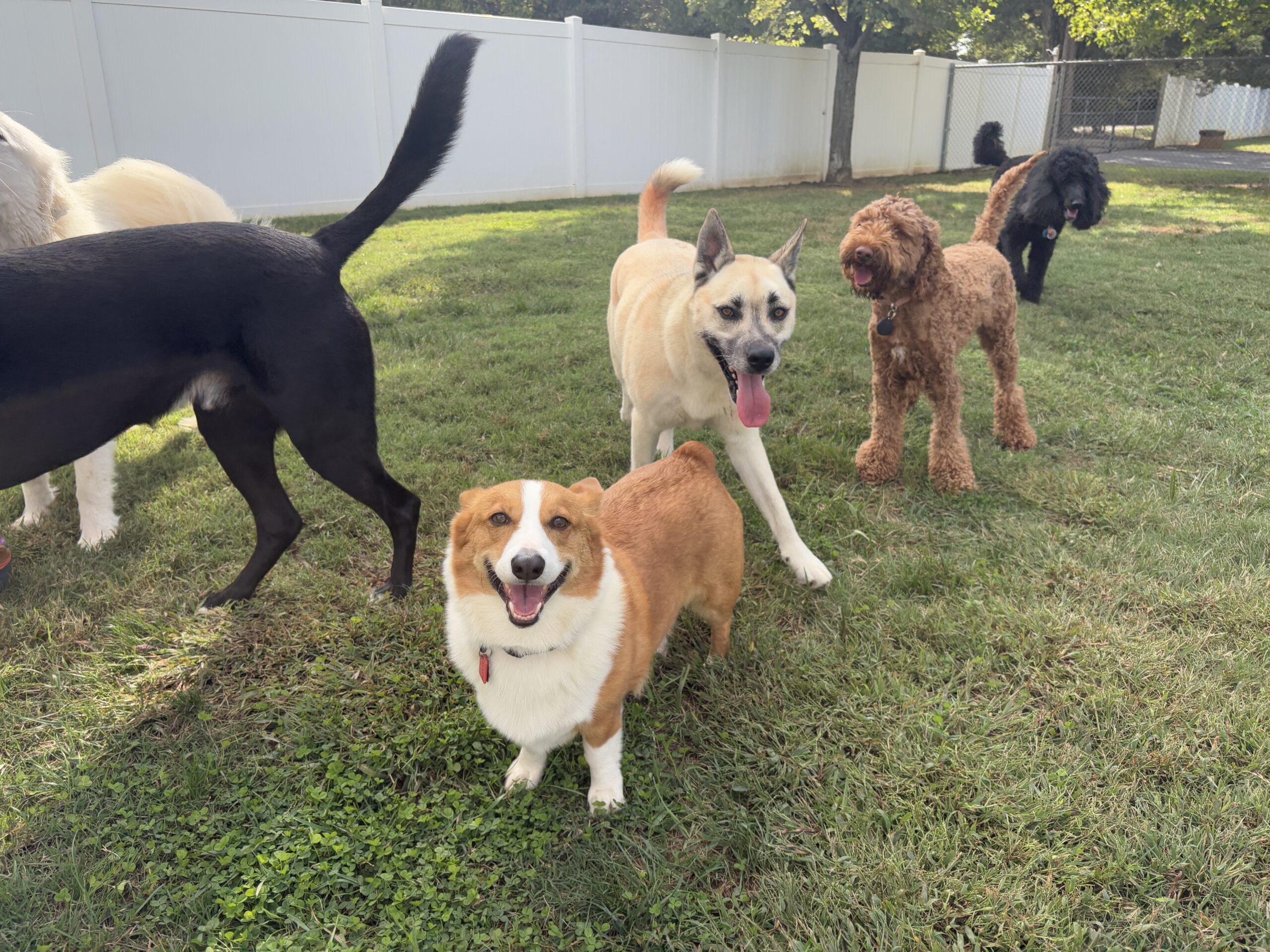 Dogs playing outside at Bark & Fly Ranch