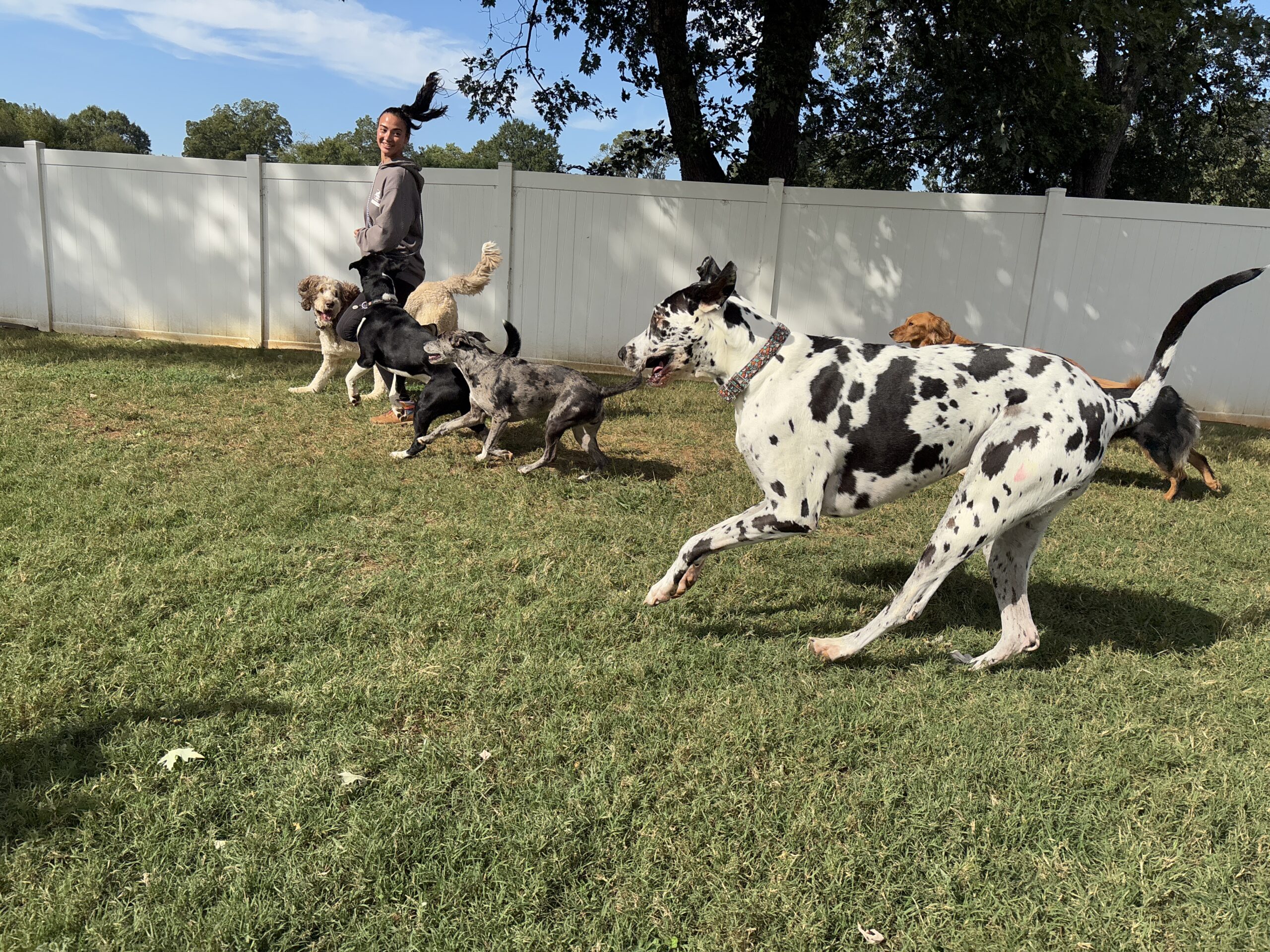 Dogs playing outside at Bark & Fly Ranch