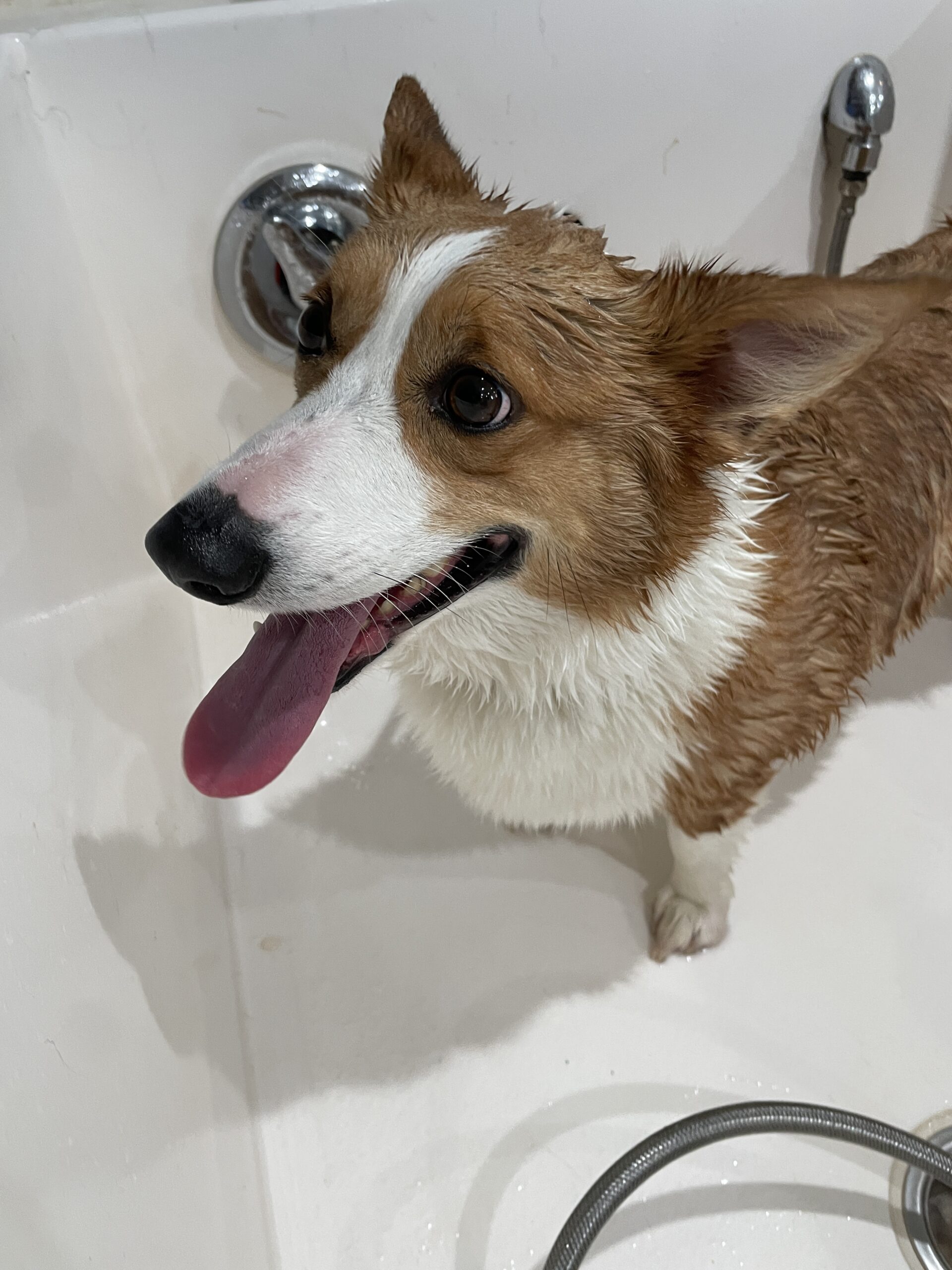 Corgi getting a bath at Bark & Fly