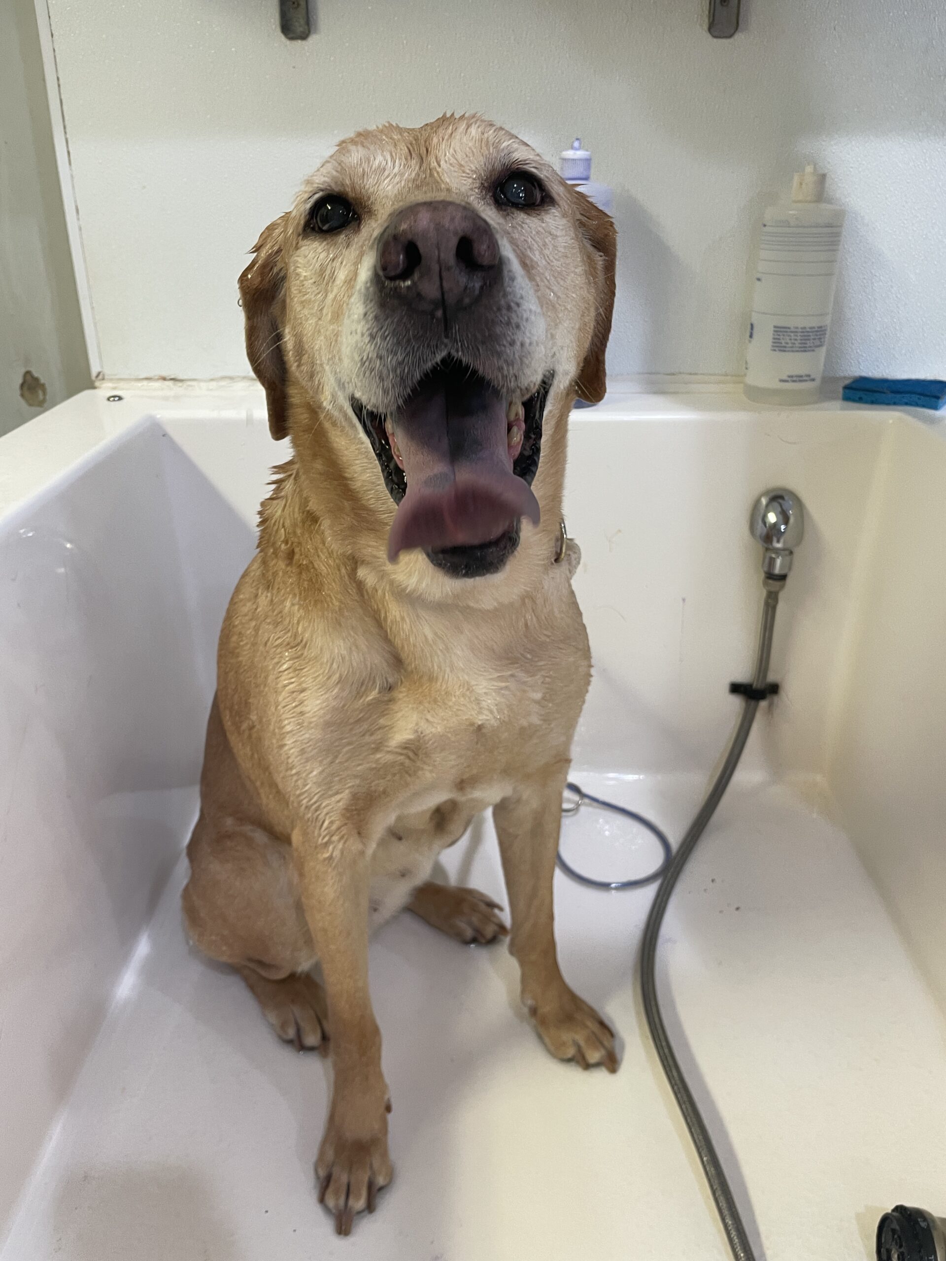 Yellow lab getting a bath at Bark & Fly