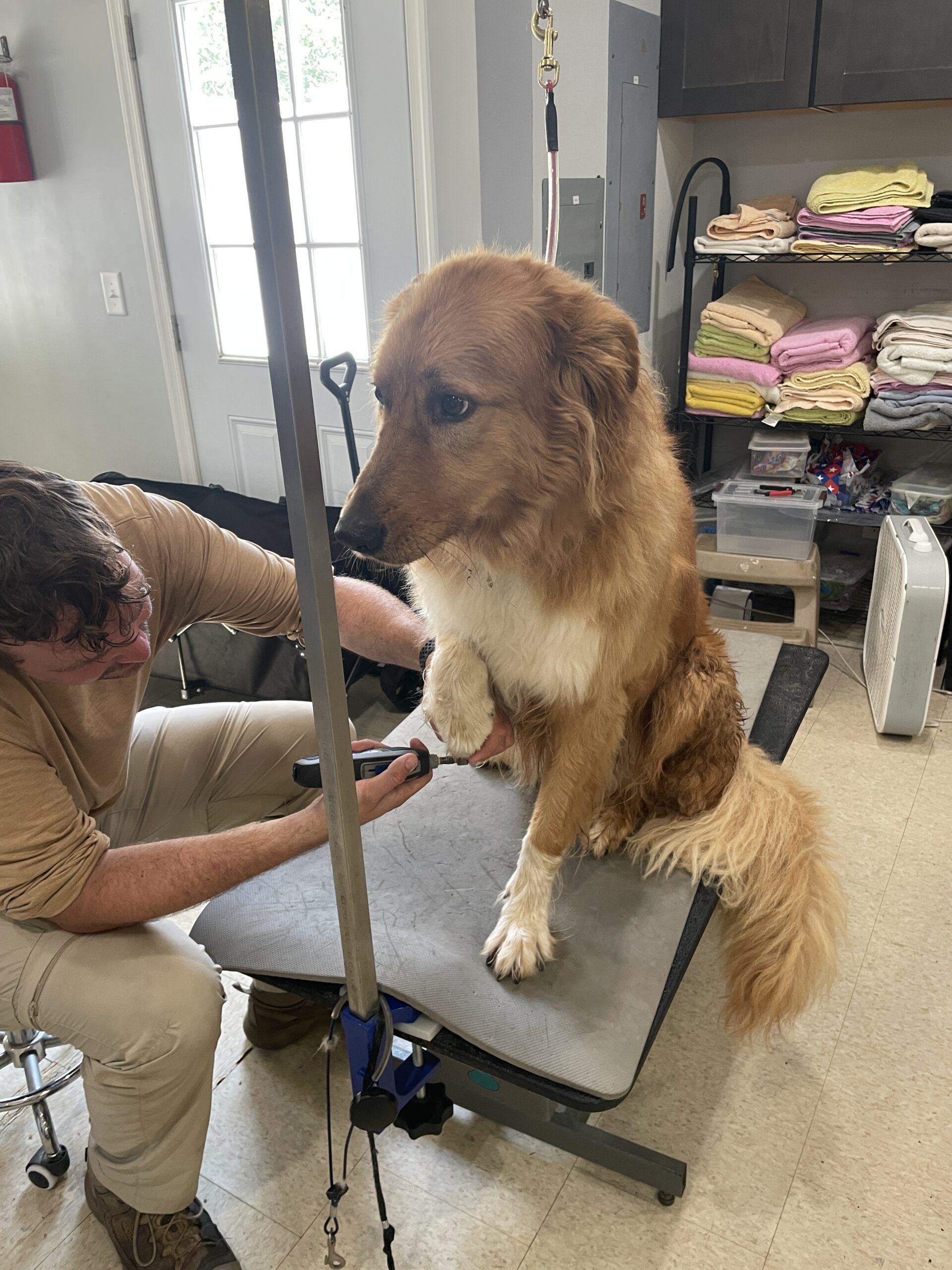 Dog getting nails trimmed at Bark & Fly