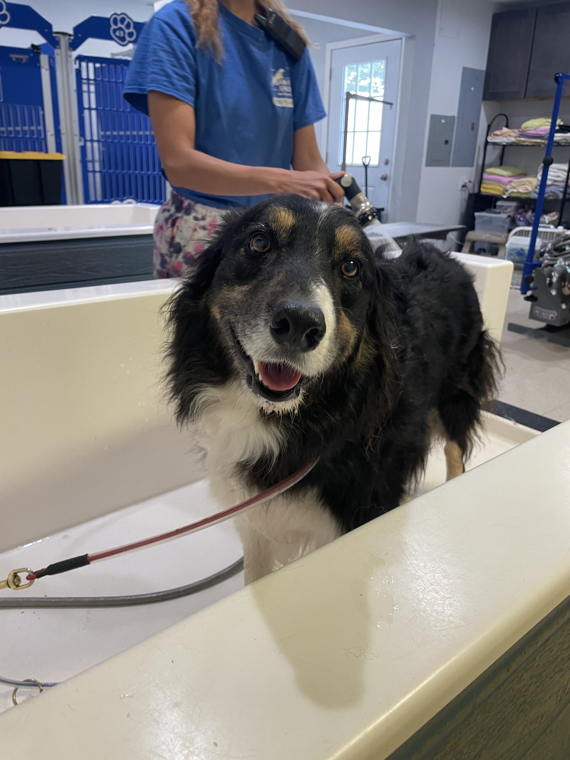 Black and white dog getting groomed at Bark & Fly 