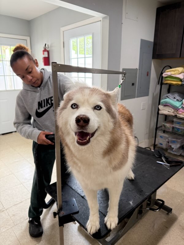 Husky getting blow dryed at Bark & Fly