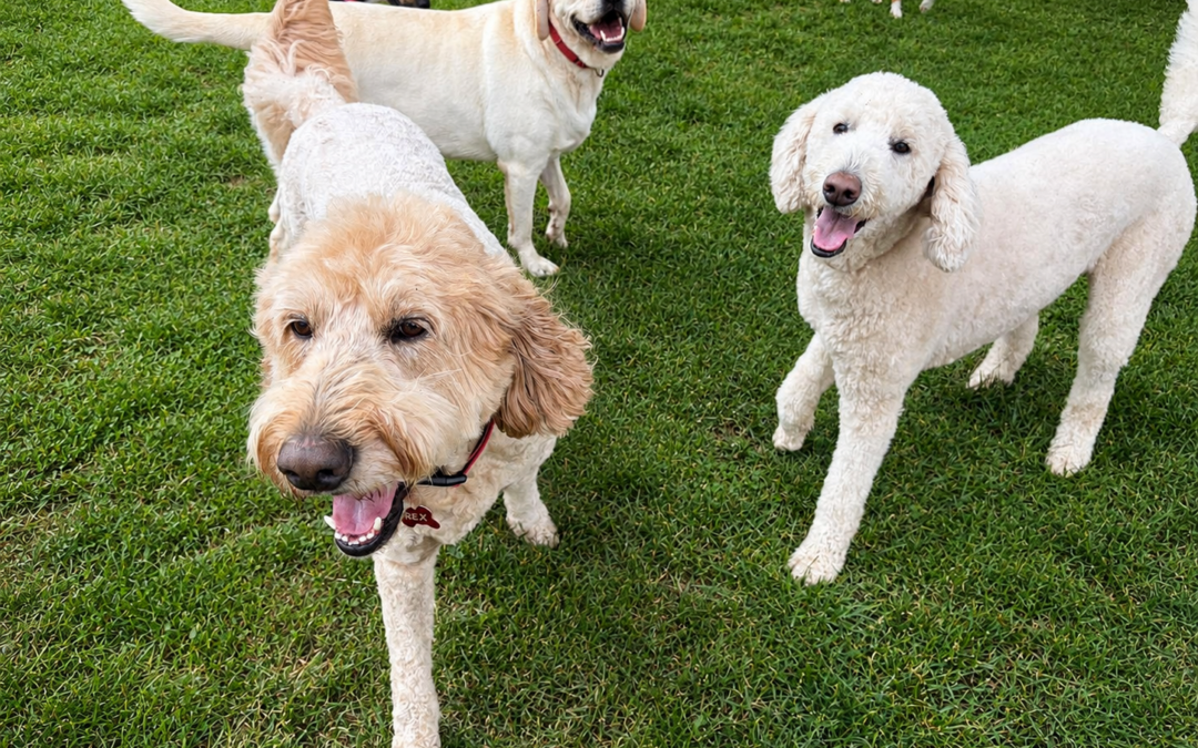 3 Happy Dogs enjoying their time at Bark & Fly Ranch while dog boarding