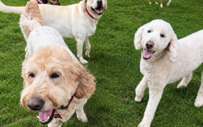 How Frequent Travelers in High Point Build a Reliable Boarding Routine for Their Dogs