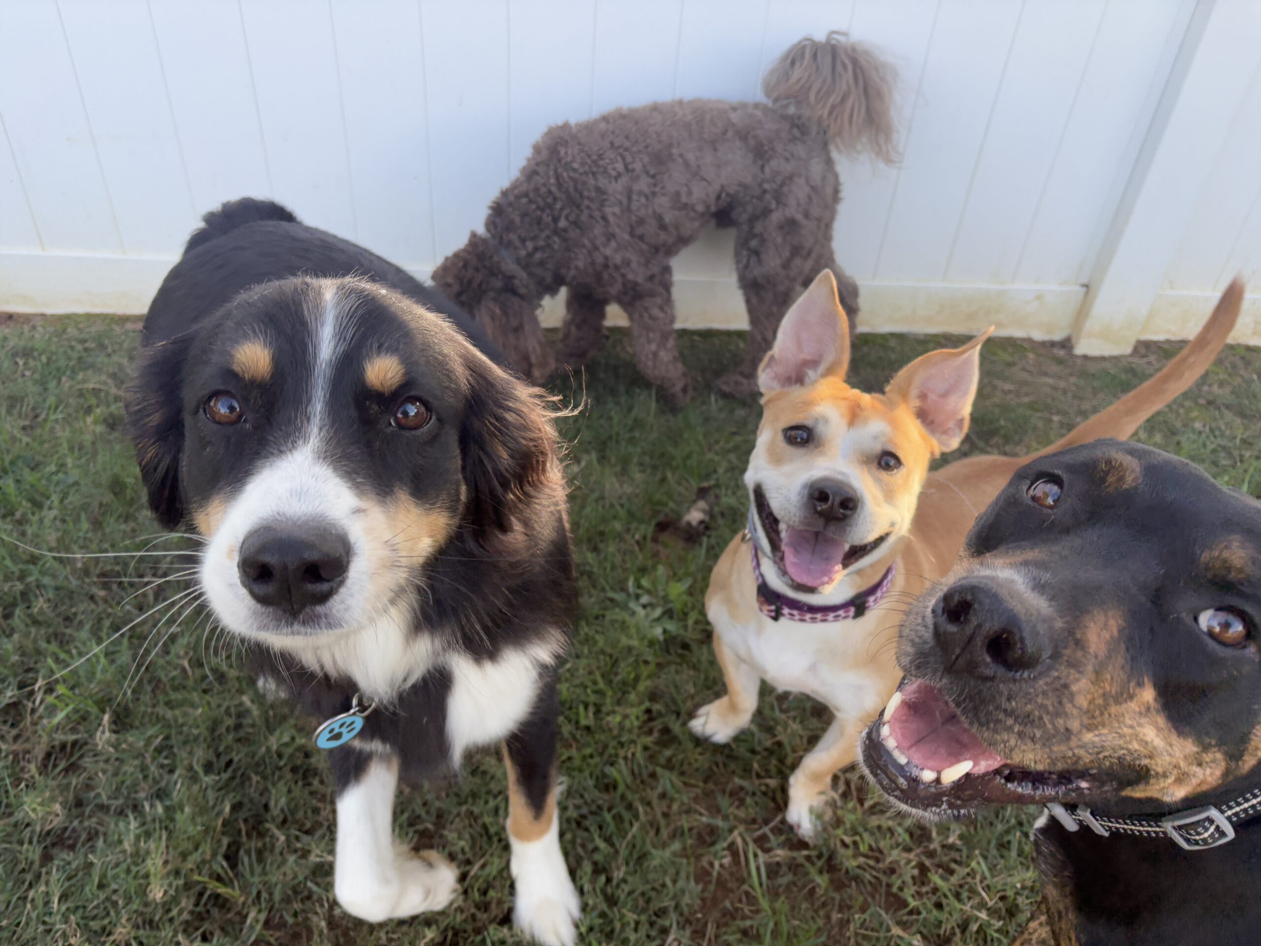 Group of happy dogs outside at Bark & Fly Ranch near Colfax, NC