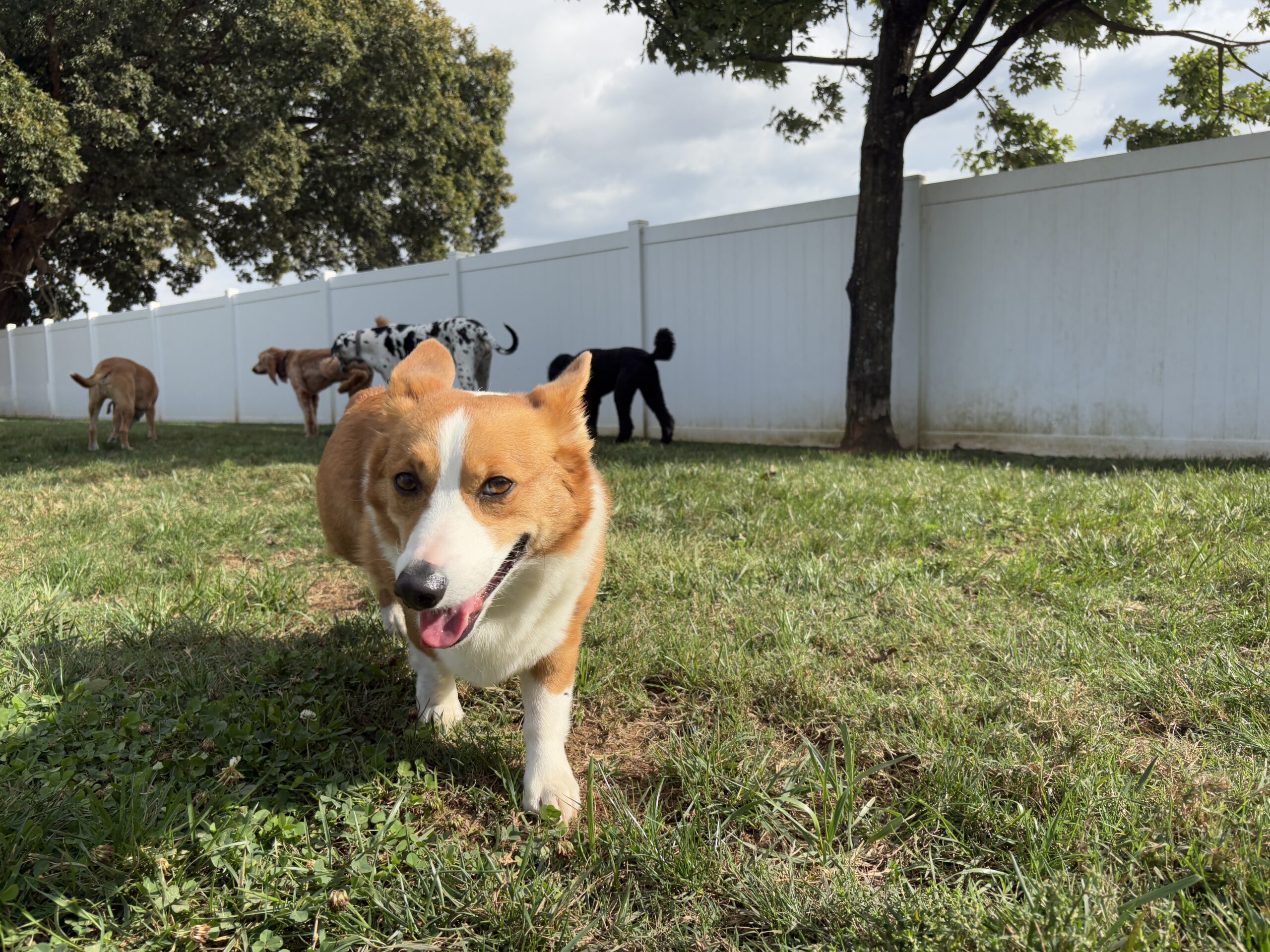 Happy Corgi walking in grass at Bark & Fly Ranch near Colfax, NC