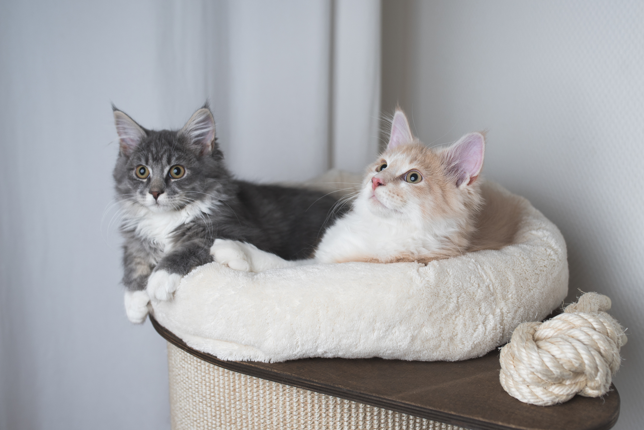 Gray and white cat sitting in cat bed at Bark & Fly Ranch near Colfax, NC