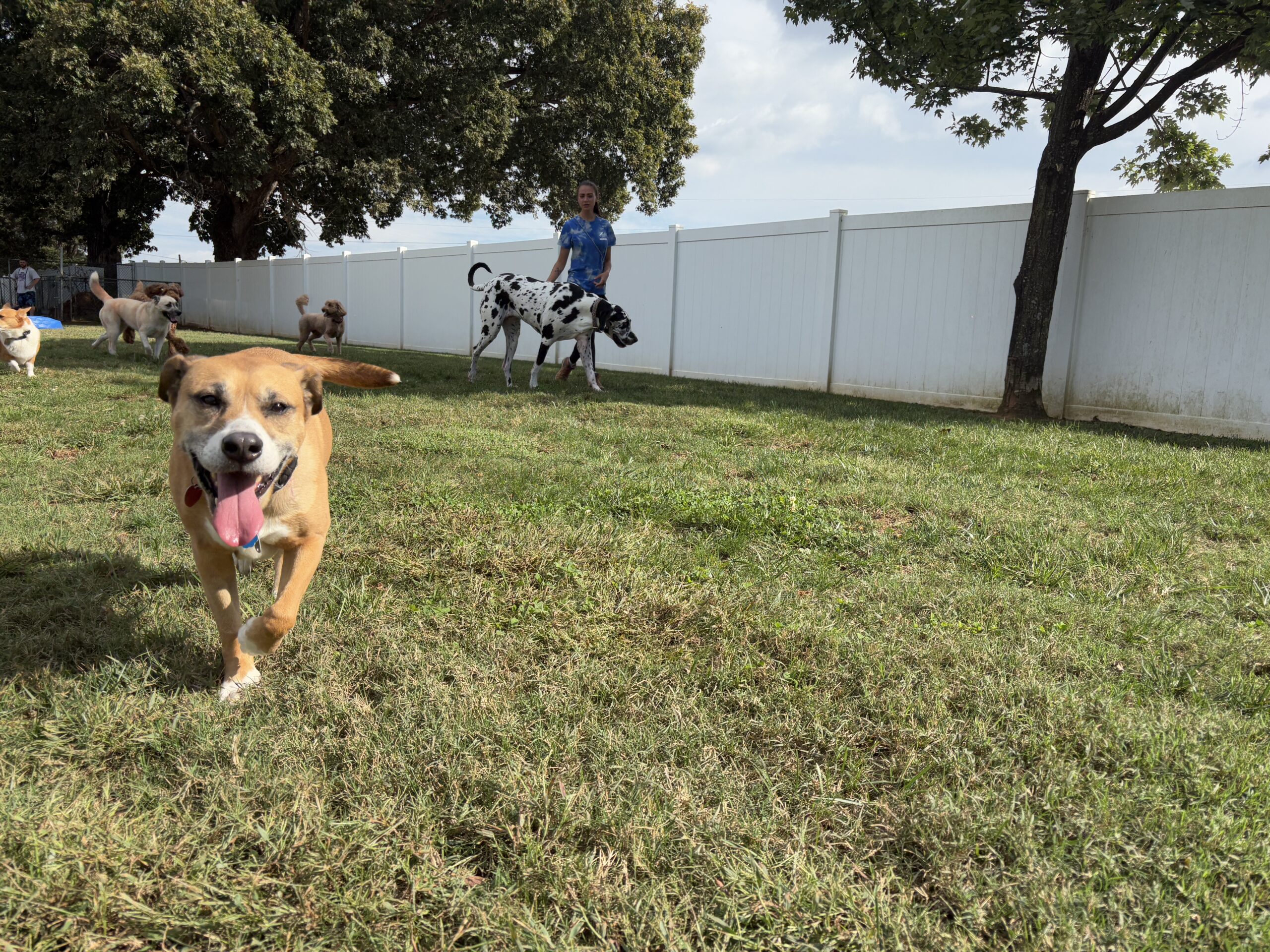 happy dog running through grass at Bark & Fly Ranch near Colfax, NC