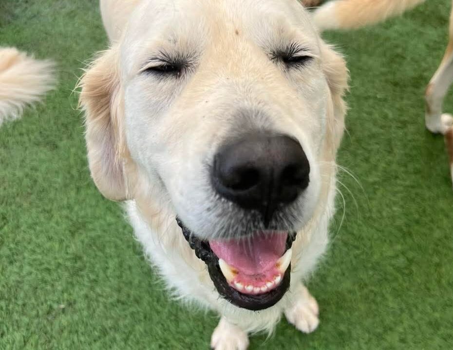 happy lab smiling in grass at Bark & Fly near Colfax, NC